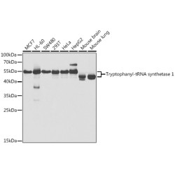 Tryptophanyl-tRNA synthetase 1 Rabbit pAb