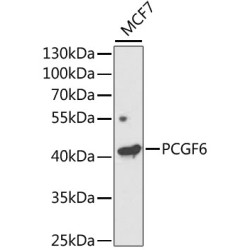 PCGF6 Rabbit pAb