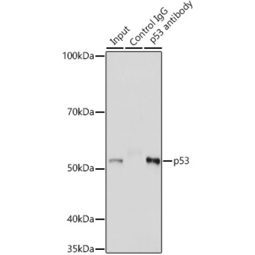 p53 Rabbit pAb