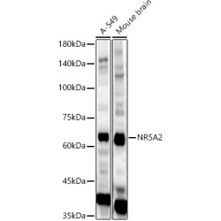 NR5A2 Rabbit pAb