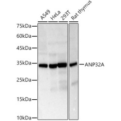 ANP32A Rabbit pAb