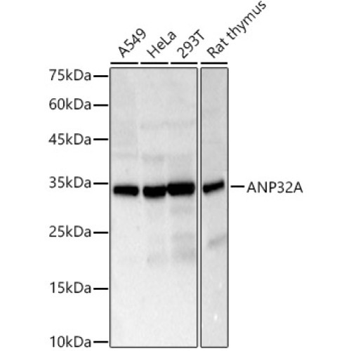 ANP32A Rabbit pAb