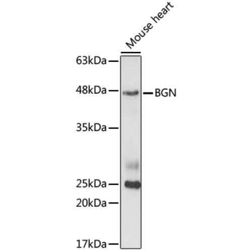 BGN Rabbit pAb