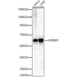 HEXIM1 Rabbit pAb