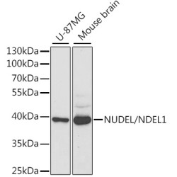 NUDEL/NDEL1 Rabbit pAb