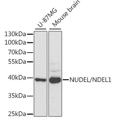 NUDEL/NDEL1 Rabbit pAb