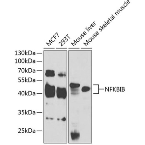 NFKBIB Rabbit pAb