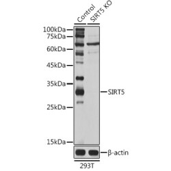 [KO Validated] SIRT5 Rabbit pAb