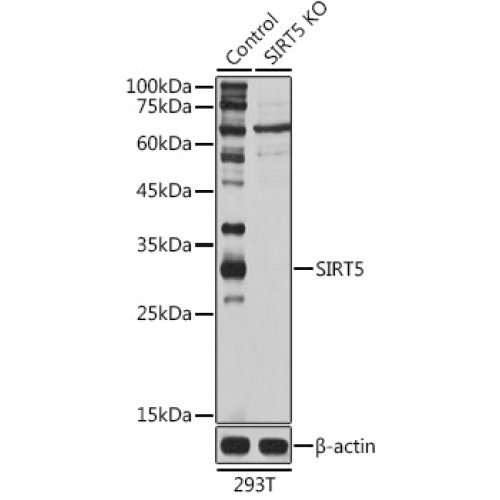 [KO Validated] SIRT5 Rabbit pAb