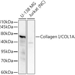 Collagen I/COL1A2 Rabbit pAb