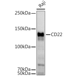 CD22 Rabbit pAb