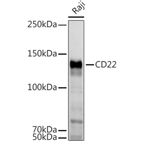 CD22 Rabbit pAb