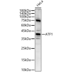 ATF1 Rabbit pAb