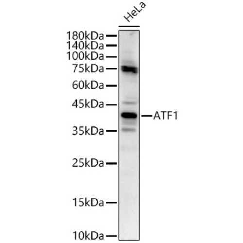 ATF1 Rabbit pAb