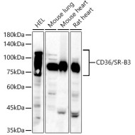 CD36 Rabbit pAb