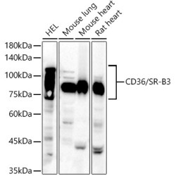 CD36 Rabbit pAb
