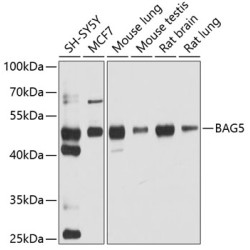 BAG5 Rabbit pAb