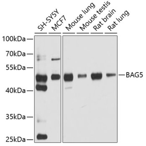 BAG5 Rabbit pAb