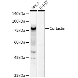Cortactin Rabbit pAb