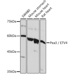 Pea3 / ETV4 Rabbit pAb