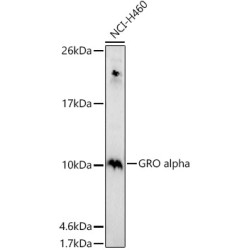 GRO alpha Rabbit pAb