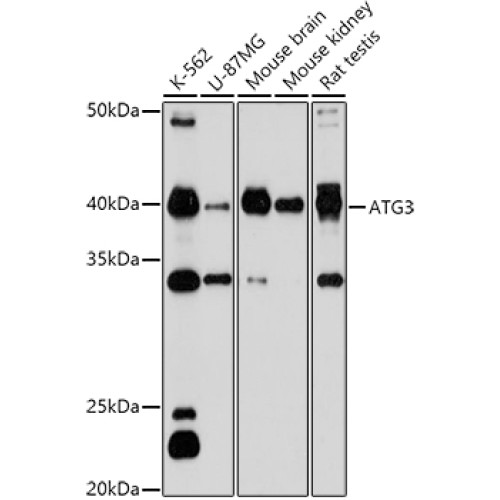 ATG3 Rabbit pAb