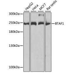 BTAF1 Rabbit pAb
