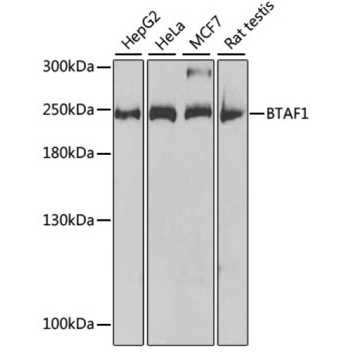 BTAF1 Rabbit pAb