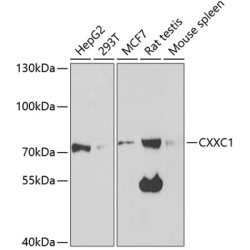CXXC1 Rabbit pAb