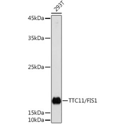 TTC11/FIS1 Rabbit pAb
