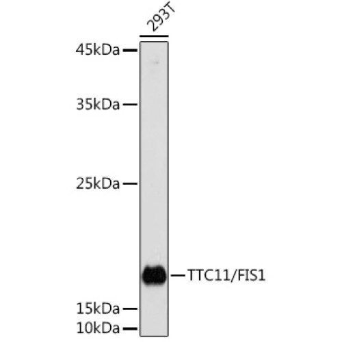 TTC11/FIS1 Rabbit pAb
