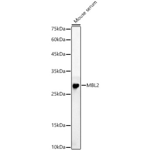 MBL2 Rabbit pAb