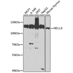 [KO Validated] Lsh/HELLS Rabbit pAb