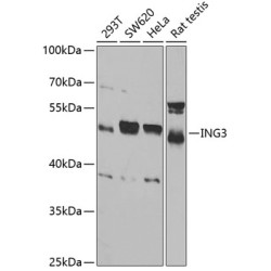 ING3 Rabbit pAb