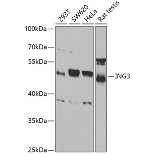 ING3 Rabbit pAb