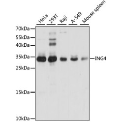 ING4 Rabbit pAb