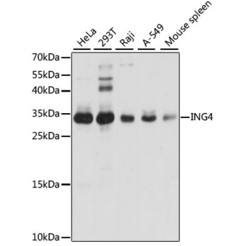 ING4 Rabbit pAb