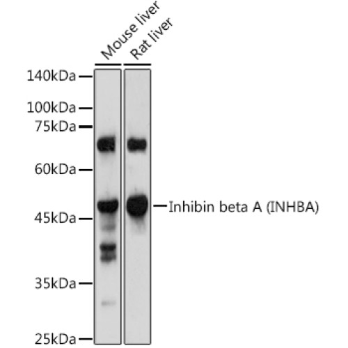 Inhibin beta A (INHBA) Rabbit pAb