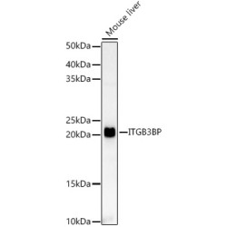 ITGB3BP Rabbit pAb