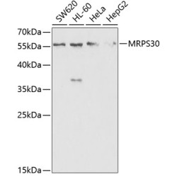 MRPS30 Rabbit pAb