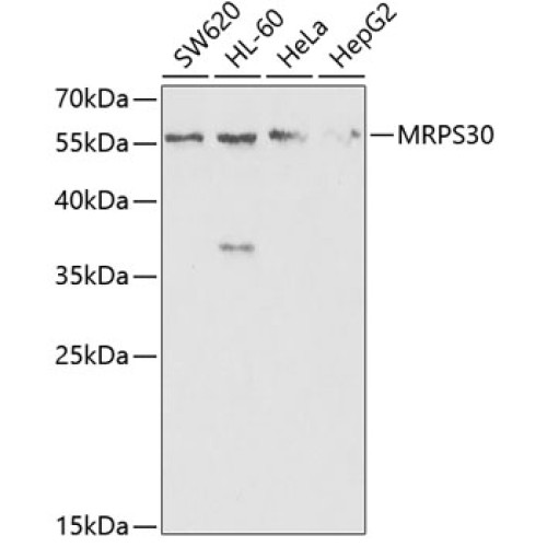 MRPS30 Rabbit pAb