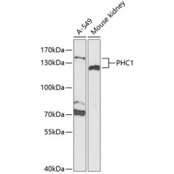 PHC1 Rabbit pAb