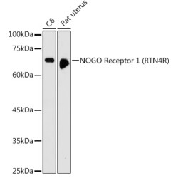 NOGO Receptor 1 (RTN4R) Rabbit pAb