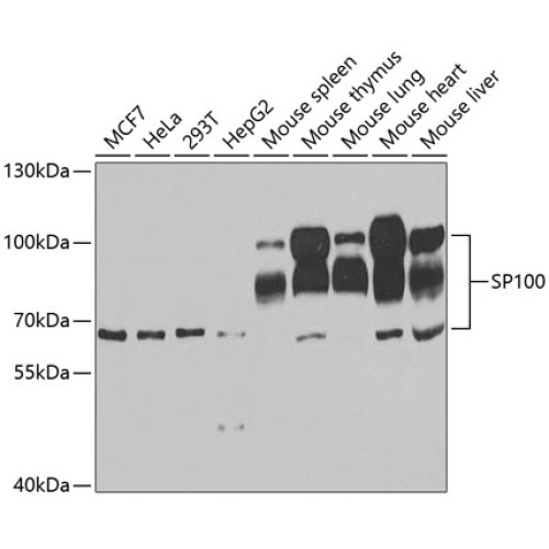 SP100 Rabbit pAb