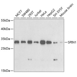 SPIN1 Rabbit pAb