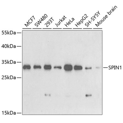 SPIN1 Rabbit pAb