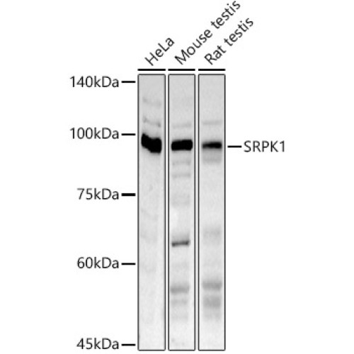 SRPK1 Rabbit pAb
