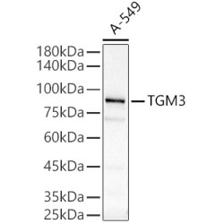 TGM3 Rabbit pAb