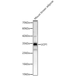 UCP1 Rabbit pAb