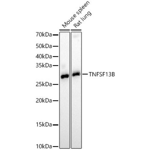 TNFSF13B Rabbit pAb